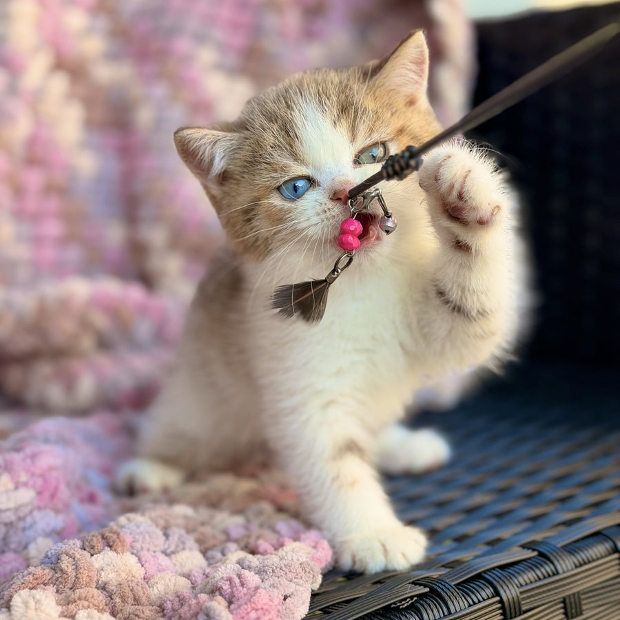 Busheron British Shorthair male, cinnamon spotted tabby bicolour