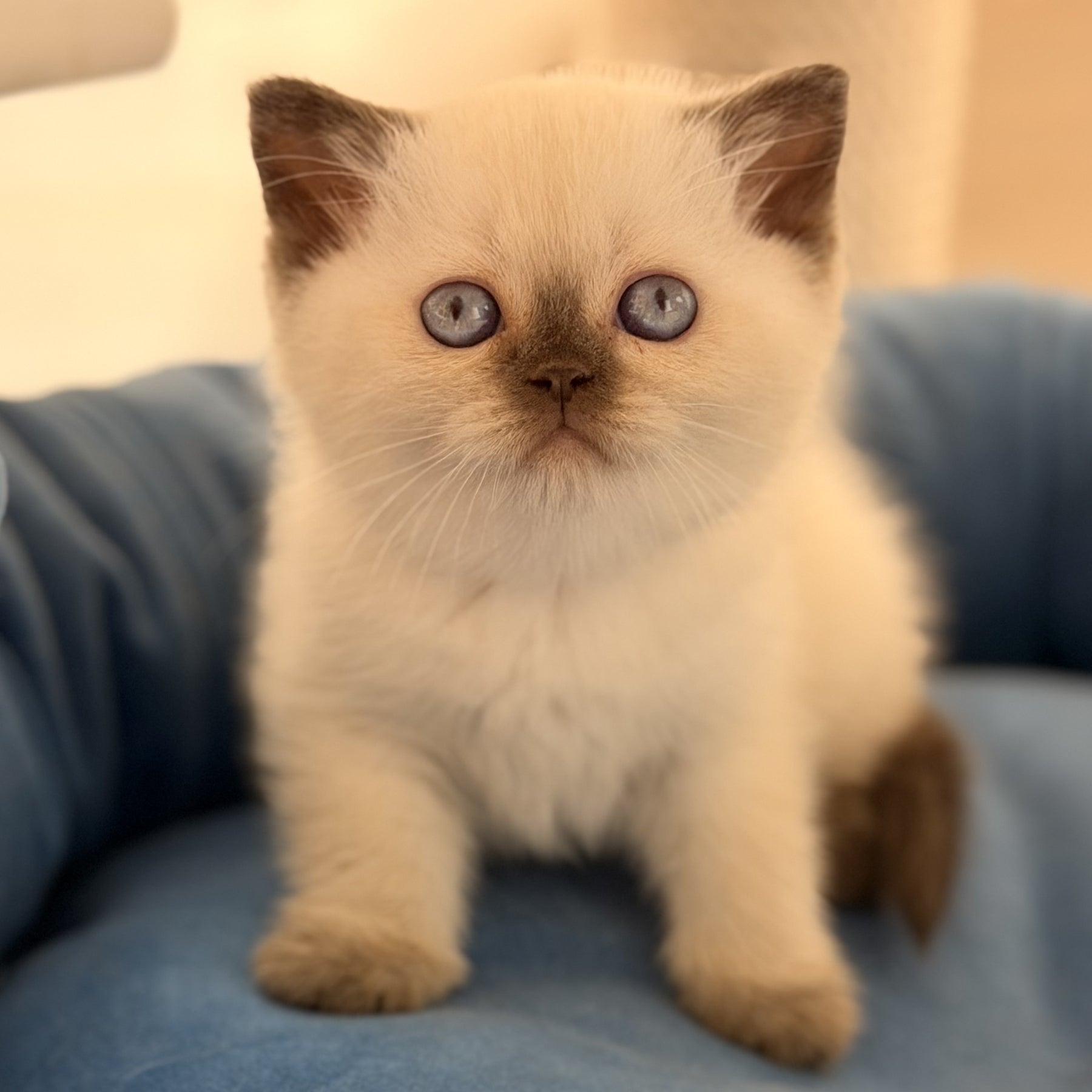 Seymour British Shorthair male, chocolate pointed