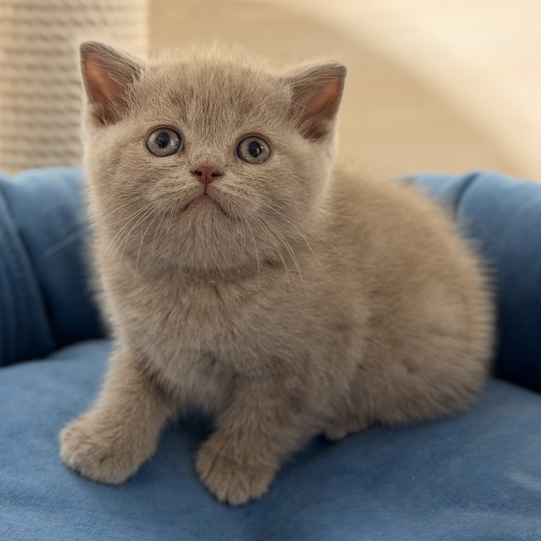 Shanti British Shorthair male, lilac