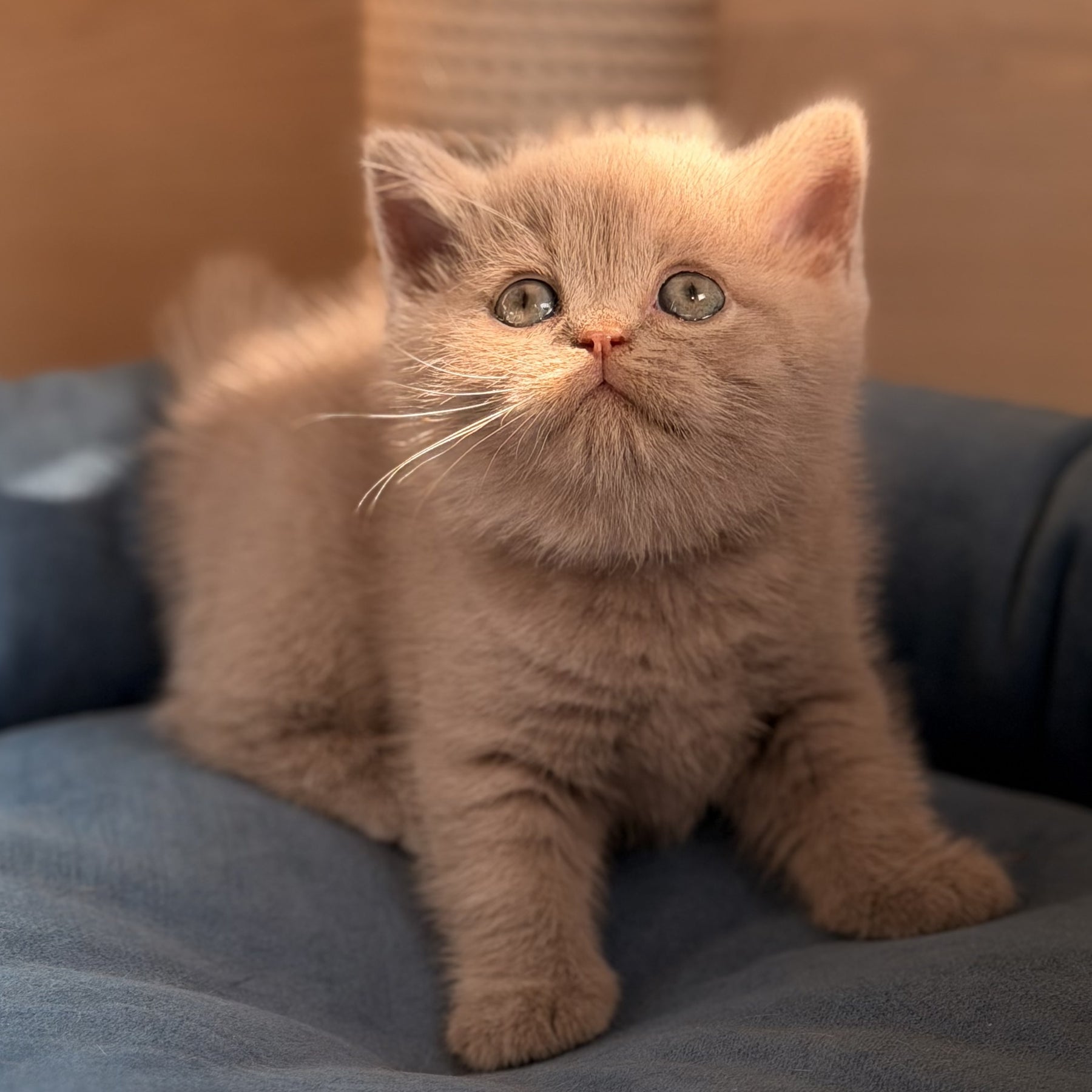 Snoopy British Shorthair male, lilac
