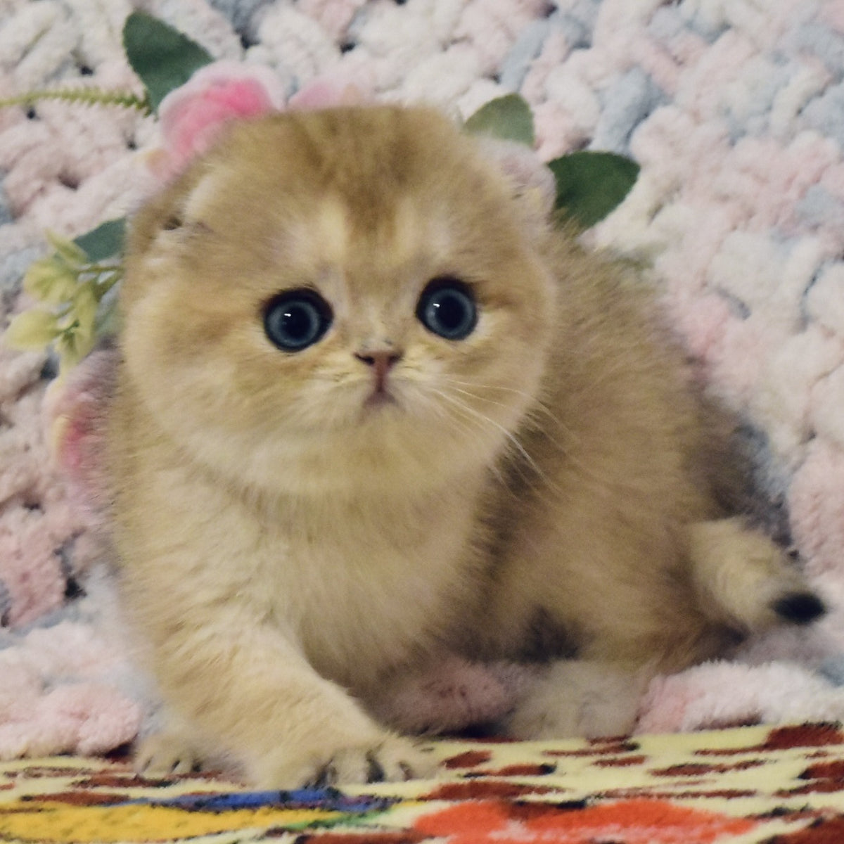 Businka Scottish Fold female, black golden shaded