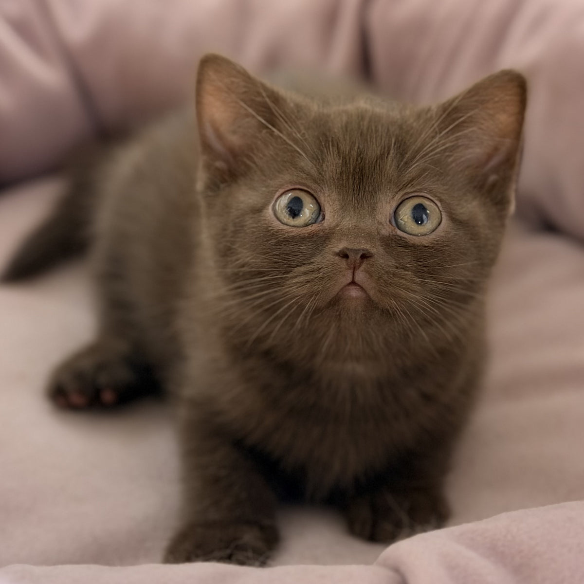 Sheldon British Shorthair male, chocolate