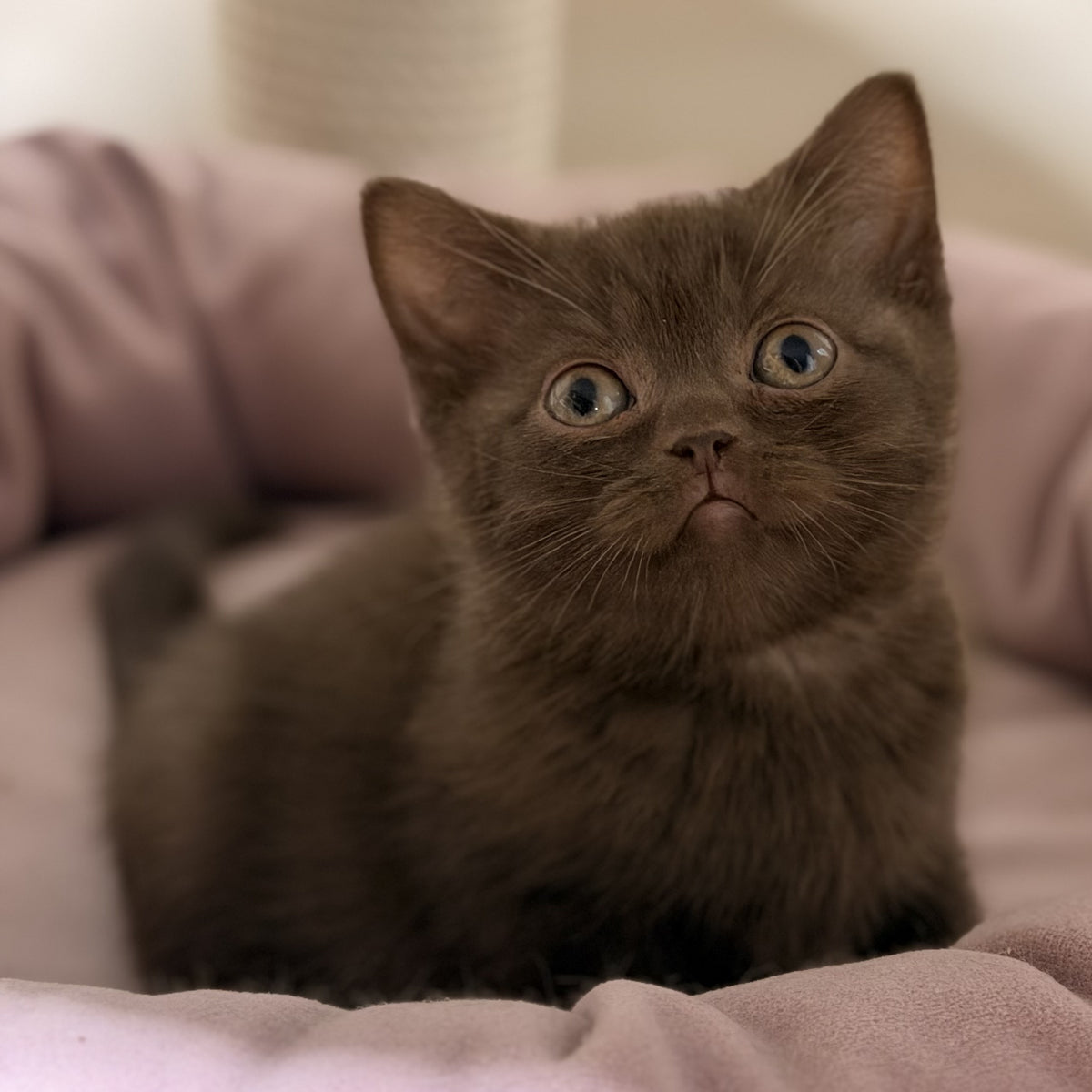 Sheldon British Shorthair male, chocolate