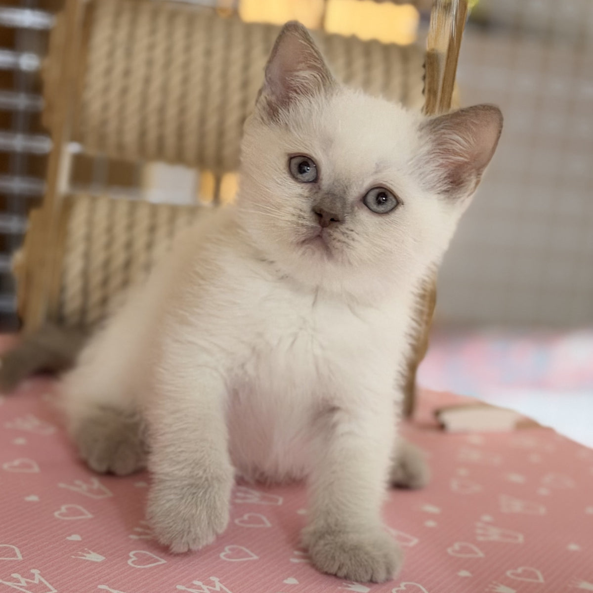 Stitch British Shorthair male, lilac pointed