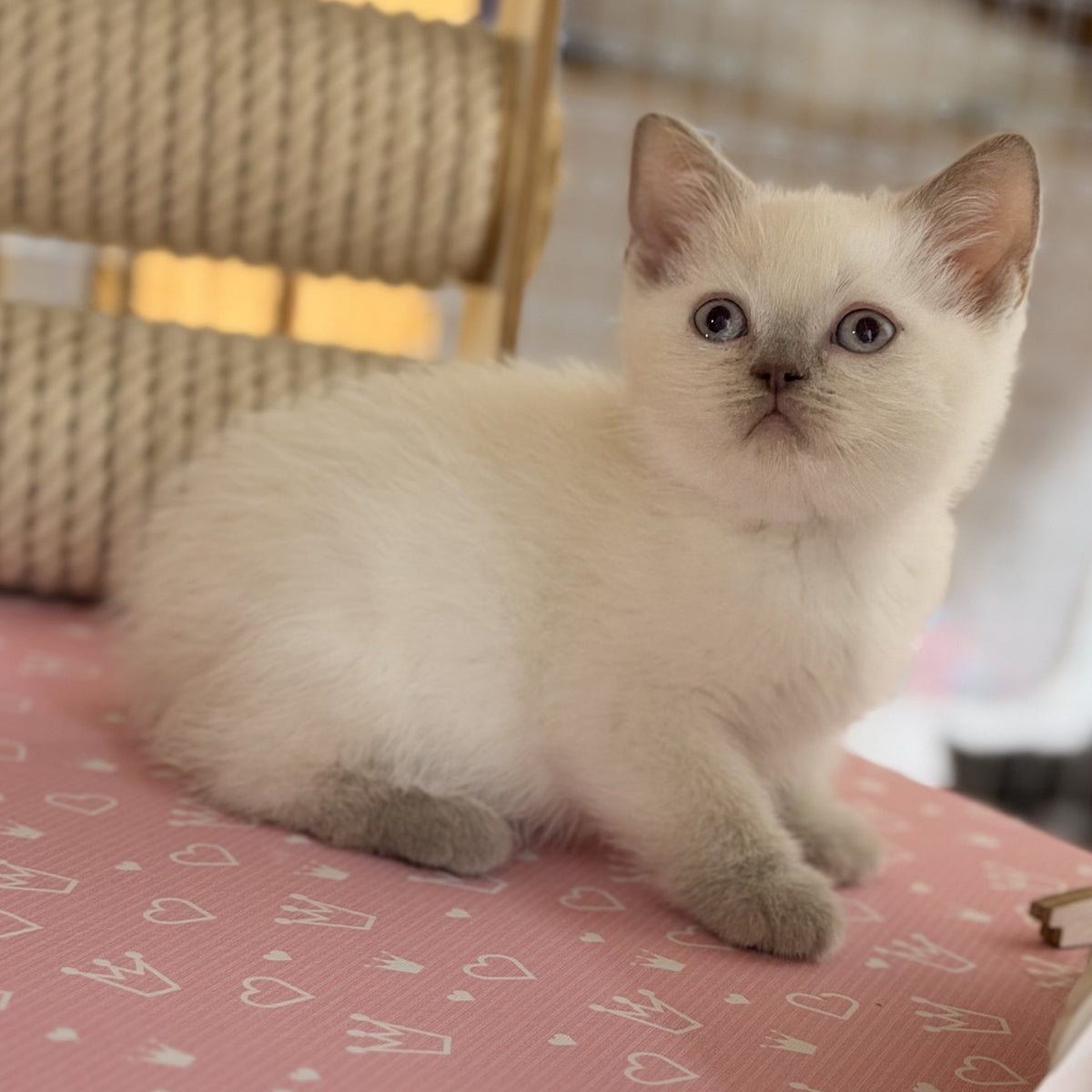 Stitch British Shorthair male, lilac pointed