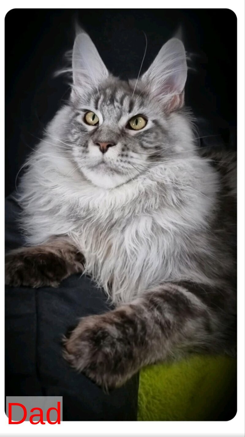 Dafna Maine Coon female black silver tabby - live animals