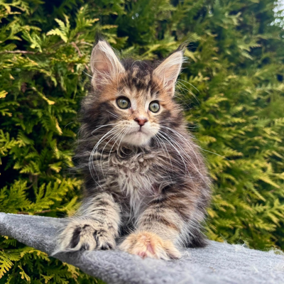 Gabriel Maine Coon female, black tortie spotted tabby