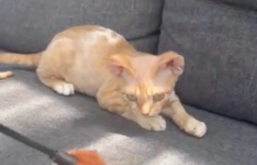 Ben Devon Rex male red spotted tabby bicolour - live animals