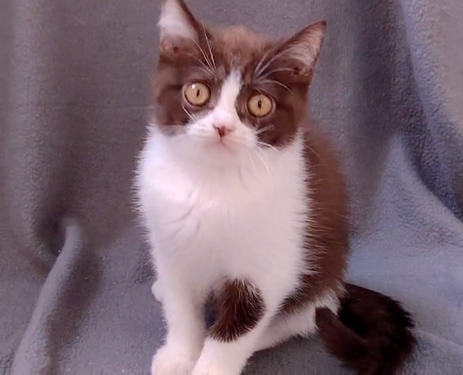 Quin British Shorthair male chocolate bicolour - live animals