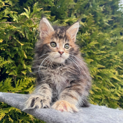 Gabriel Maine Coon female, black tortie spotted tabby