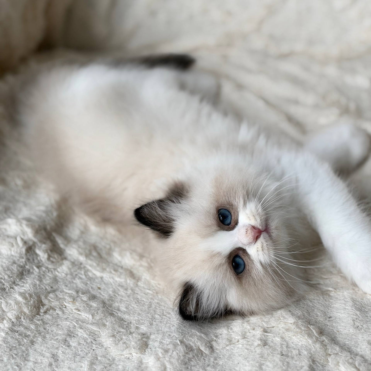 Rory Ragdoll male, black bicolour