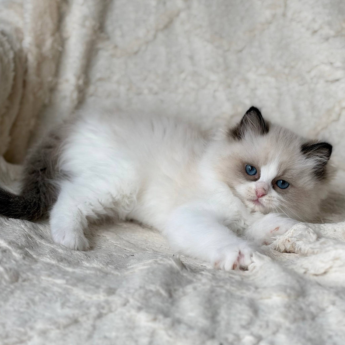 Rory Ragdoll male, black bicolour