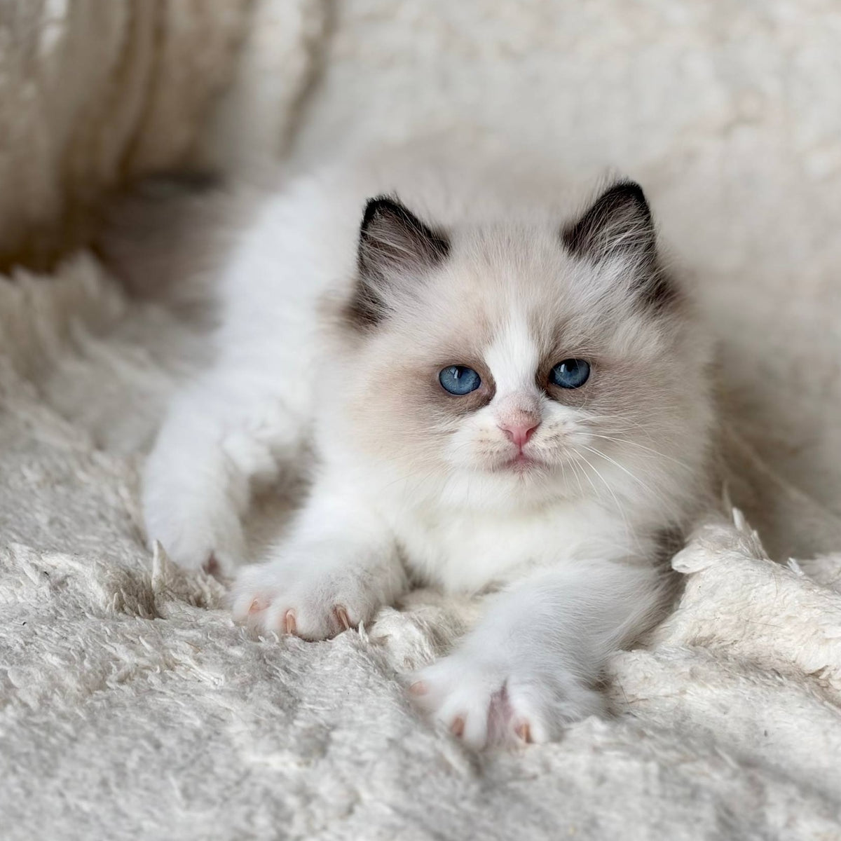 Rory Ragdoll male, black bicolour