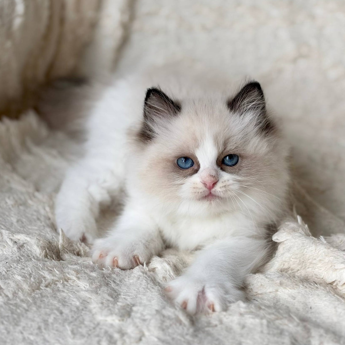 Rory Ragdoll male, black bicolour