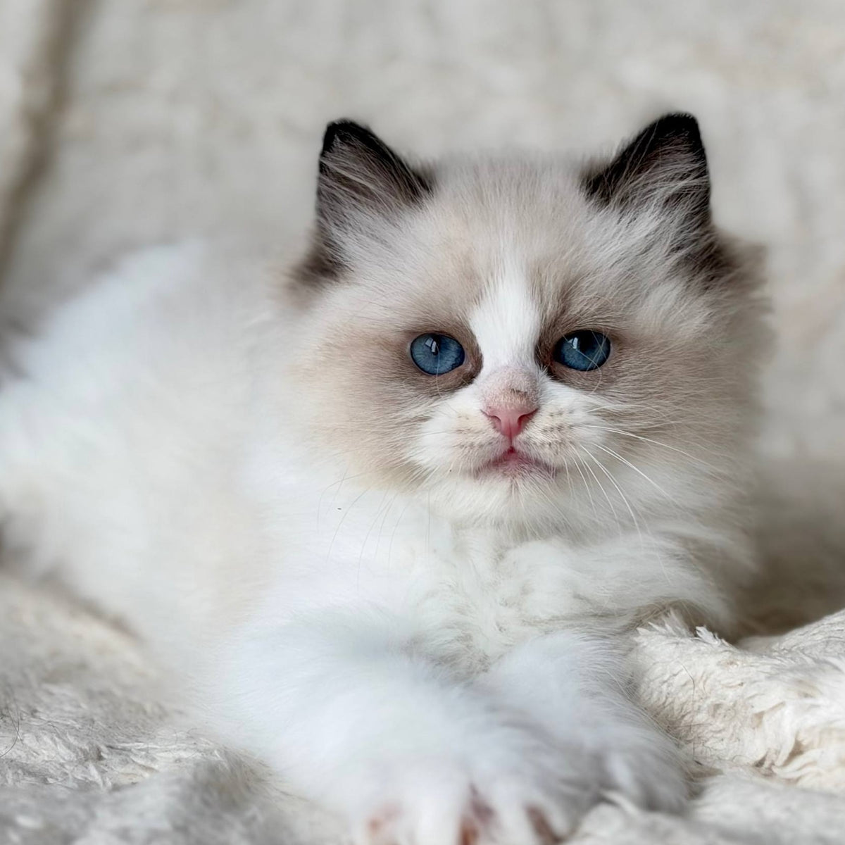 Rory Ragdoll male, black bicolour