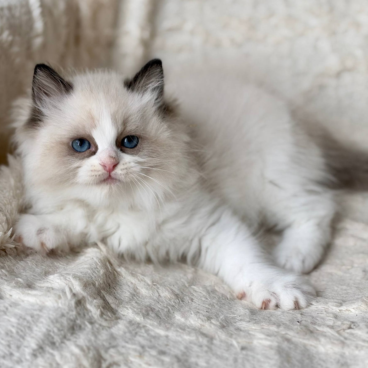 Rory Ragdoll male, black bicolour