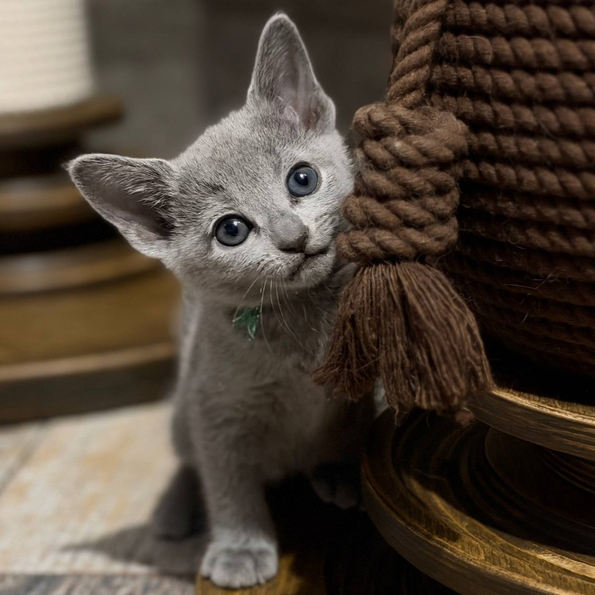 Nairn Russian Blue female, blue