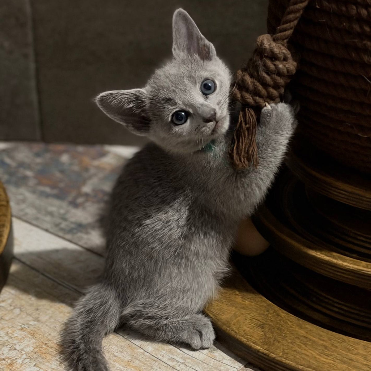 Nairn Russian Blue female, blue
