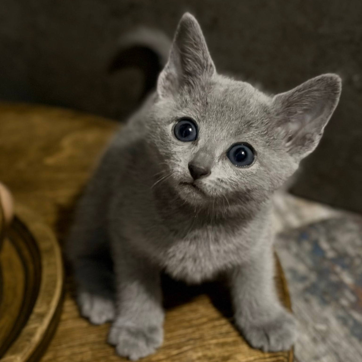 Neil Russian Blue male, blue