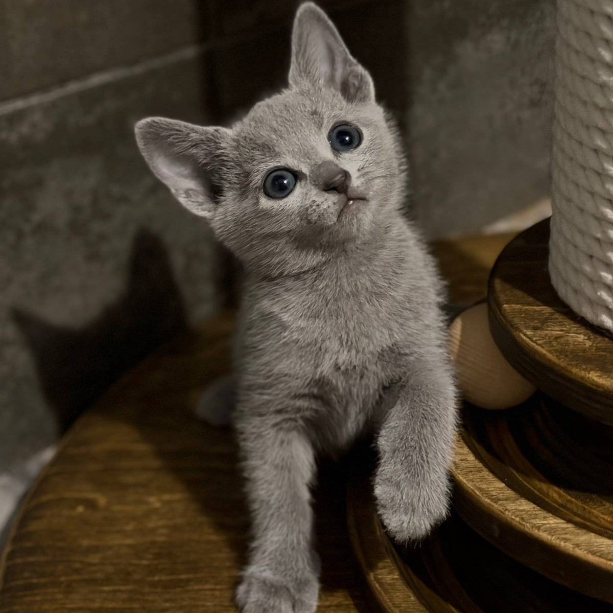 Neil Russian Blue male, blue