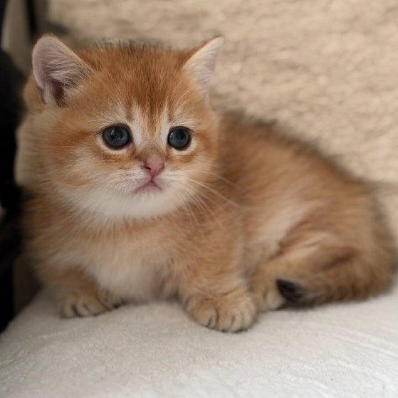 Konon Munchkin male, black golden shaded