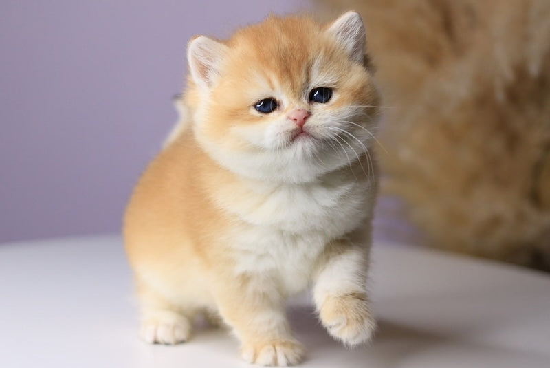 Olala British Shorthair female black golden chinchilla - live animals