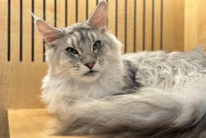 Alan Maine Coon male, black silver tabby