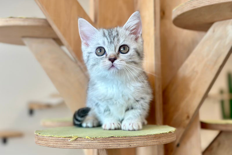 Pinky Munchkin female, black silver tabby
