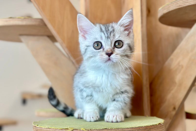 Pinky Munchkin female, black silver tabby