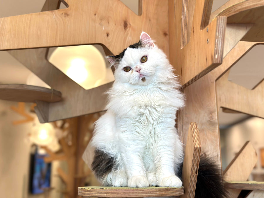 Eddi Scottish Straight male black tabby harlequin - live animals