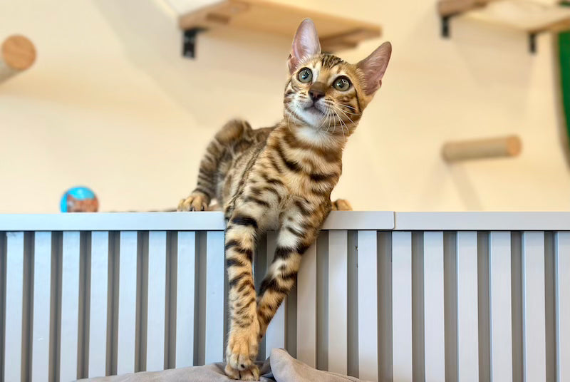 Aura Bengal female, black spotted tabby