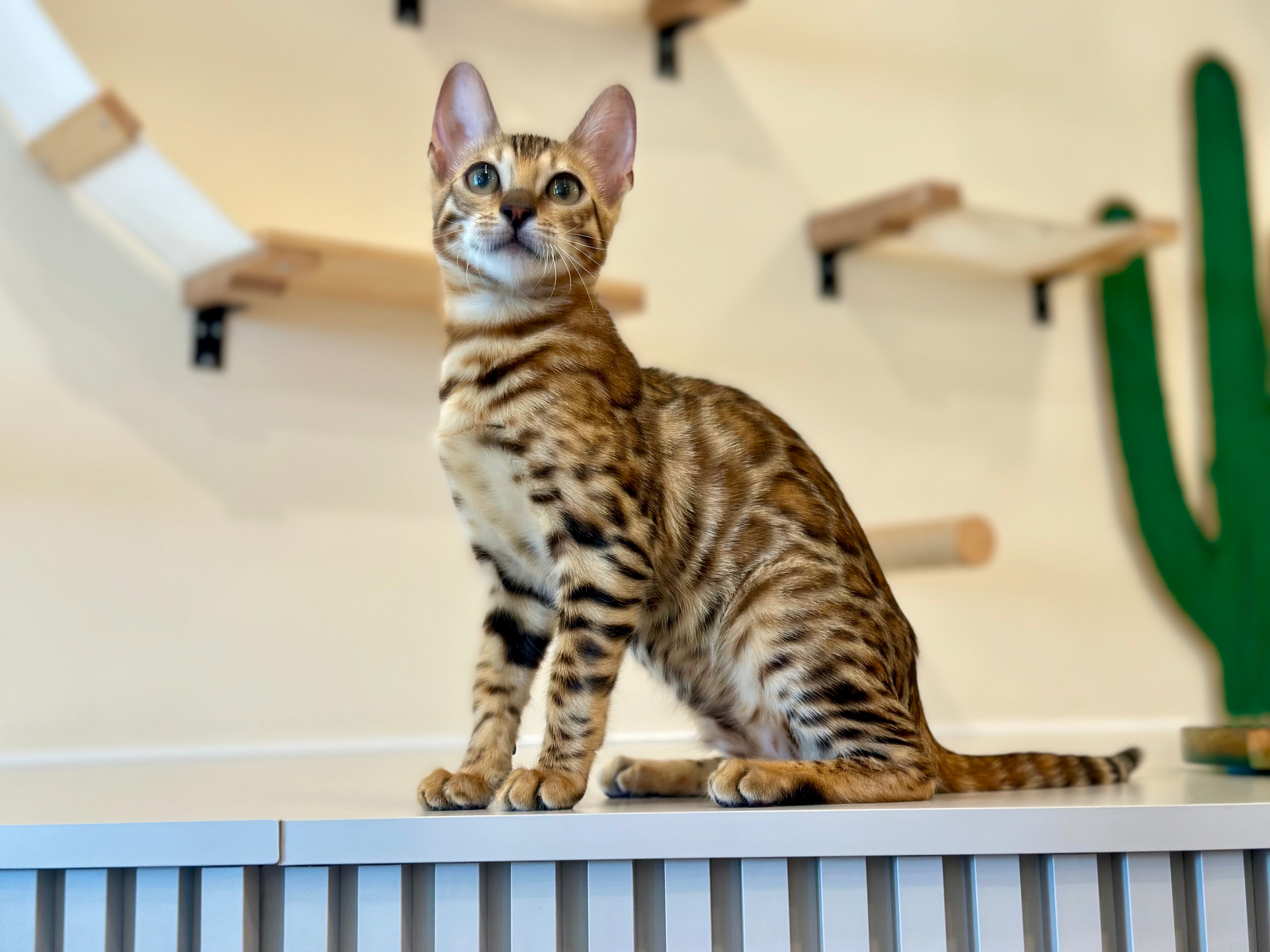 Aura Bengal female, black spotted tabby