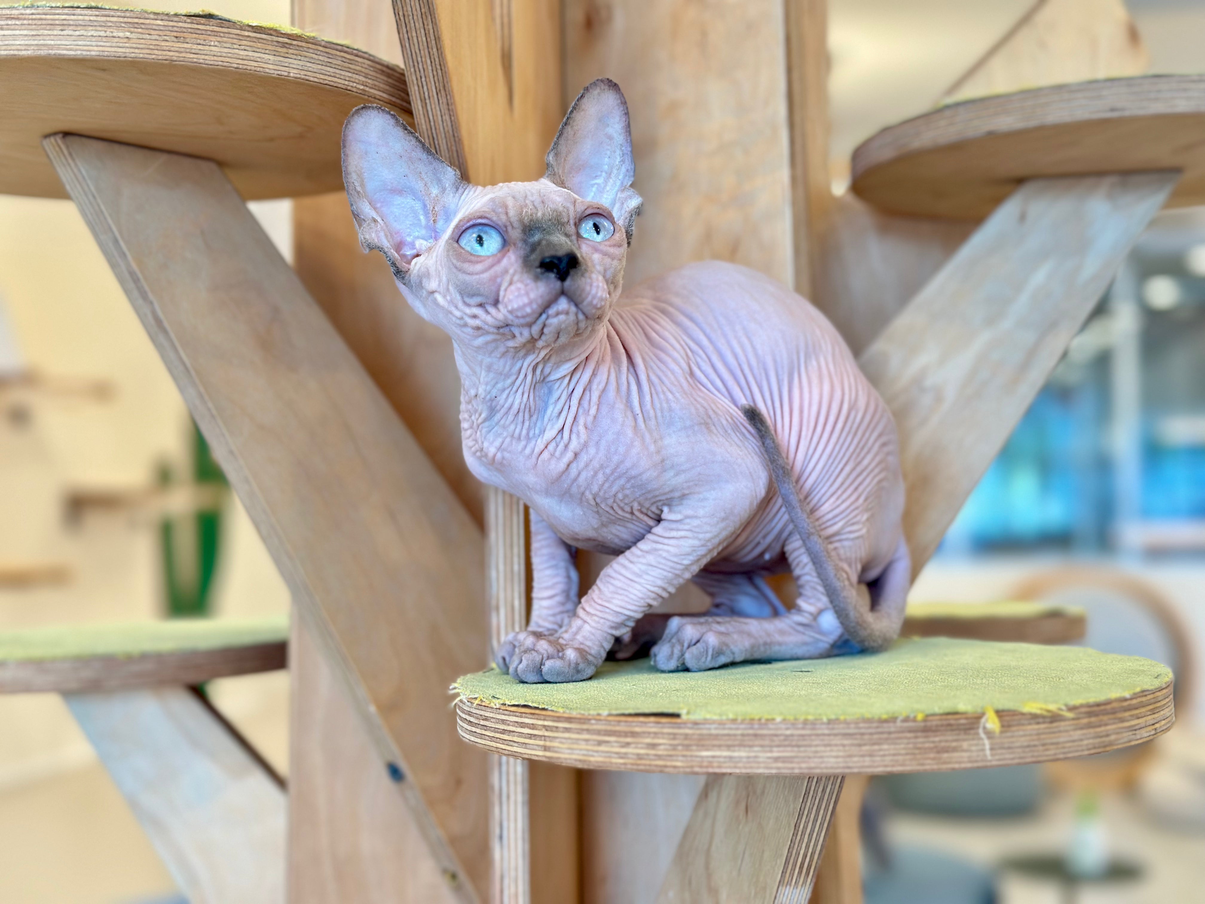 Luna Canadian Sphynx female, blue pointed