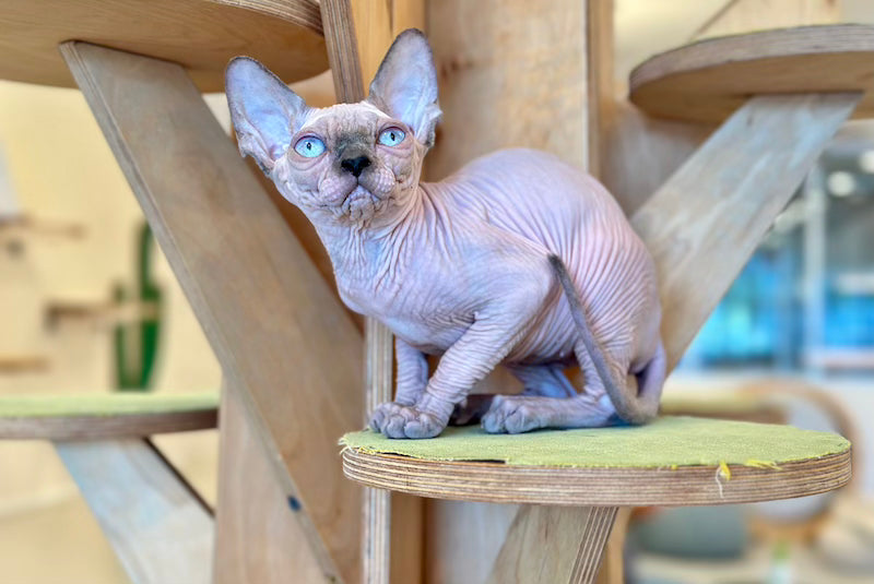 Luna Canadian Sphynx female, blue pointed
