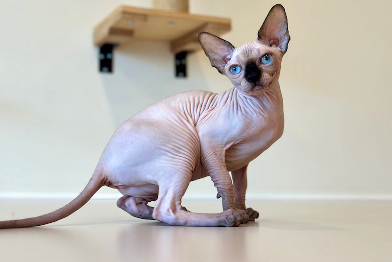 Cosmo Canadian Sphynx male, seal pointed