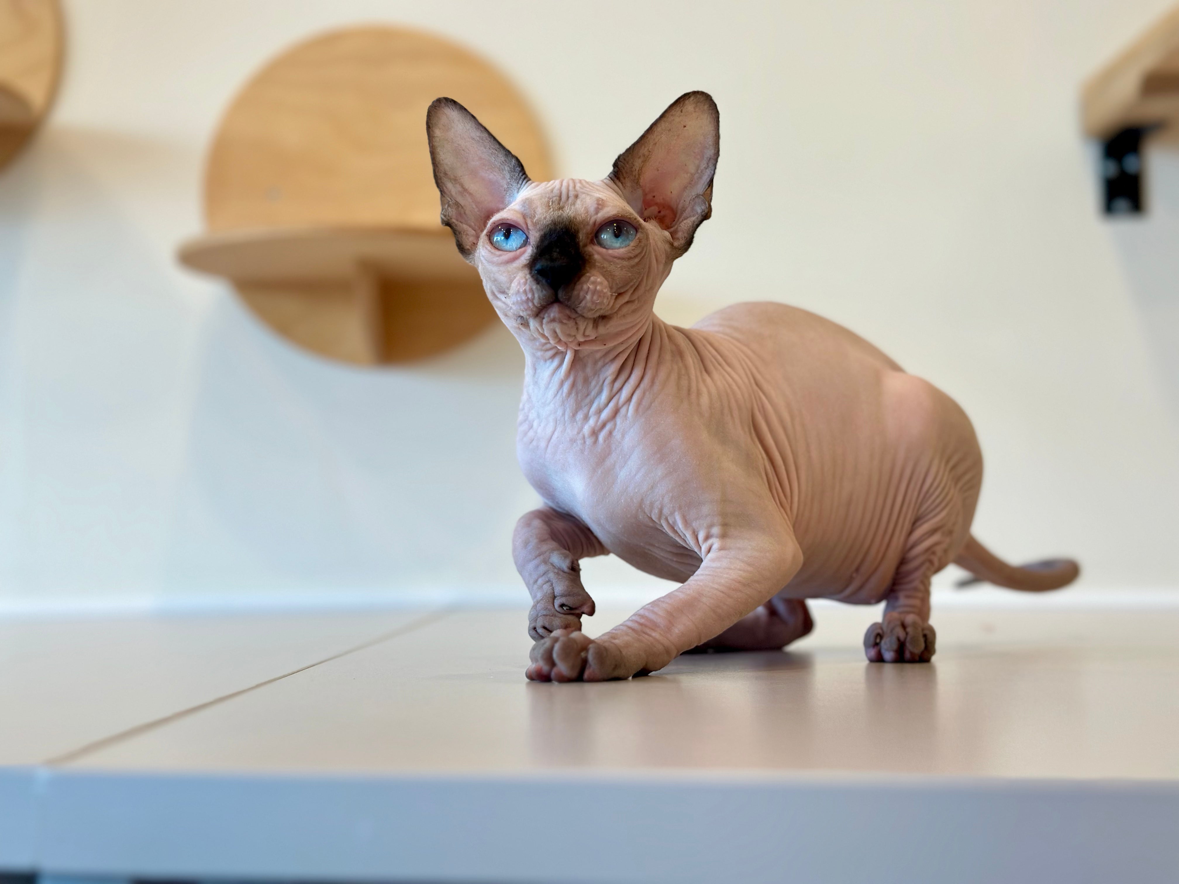 Cosmo Canadian Sphynx male, seal pointed