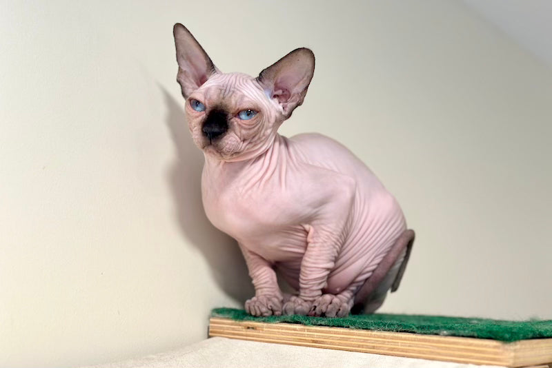 Nova Canadian Sphynx female, seal pointed