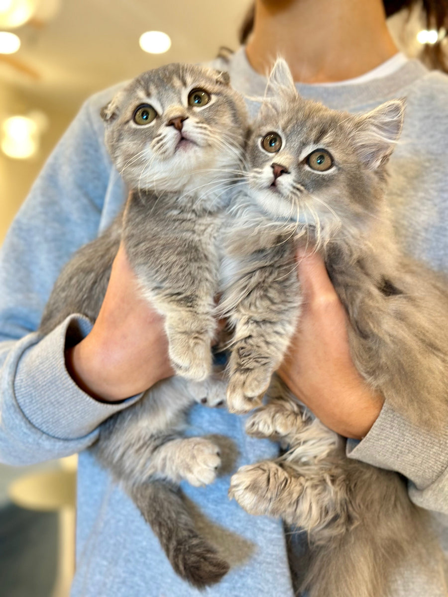 Jupiter Munchkin male blue ticked tabby - live animals