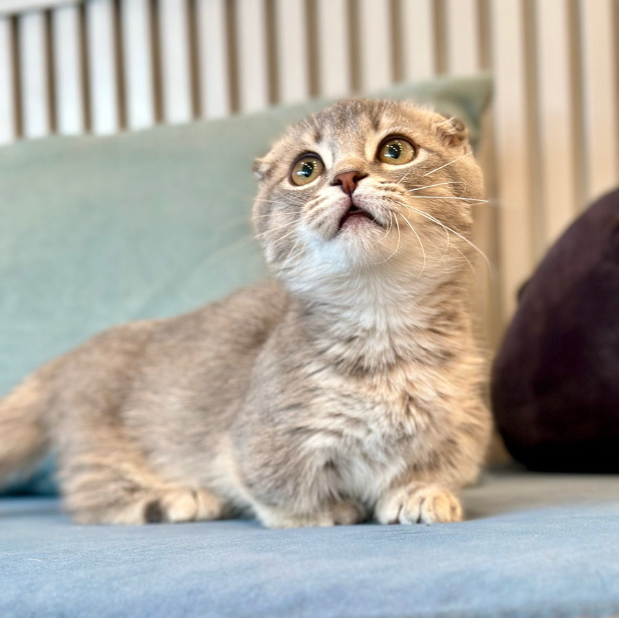 Jupiter Munchkin male blue ticked tabby - live animals