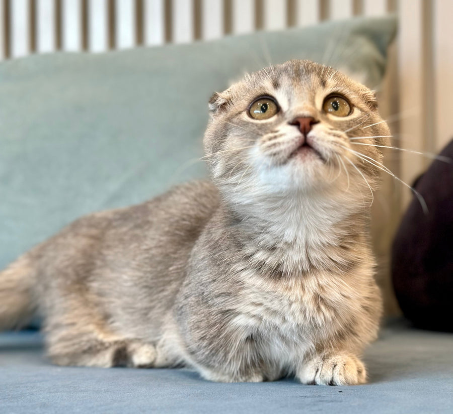 Jupiter Munchkin male blue ticked tabby - live animals