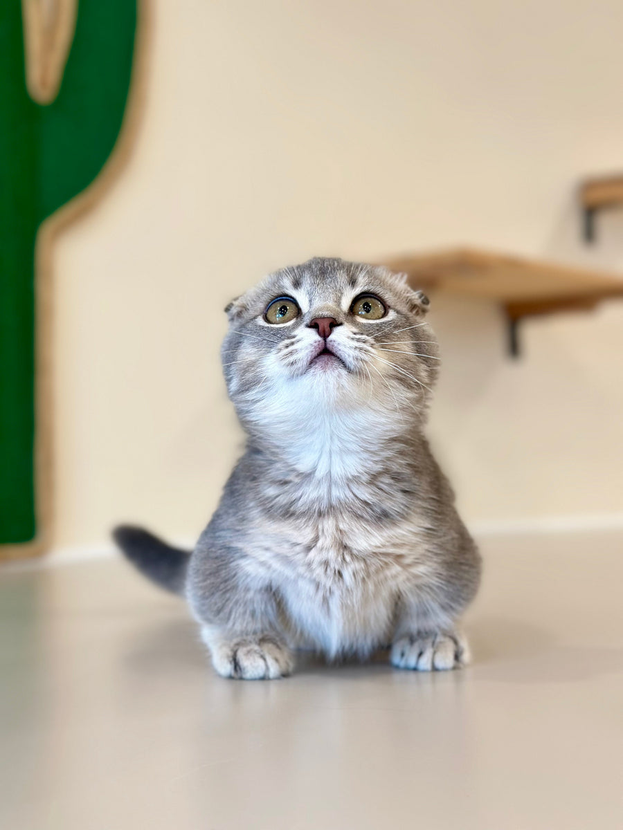 Jupiter Munchkin male blue ticked tabby - live animals