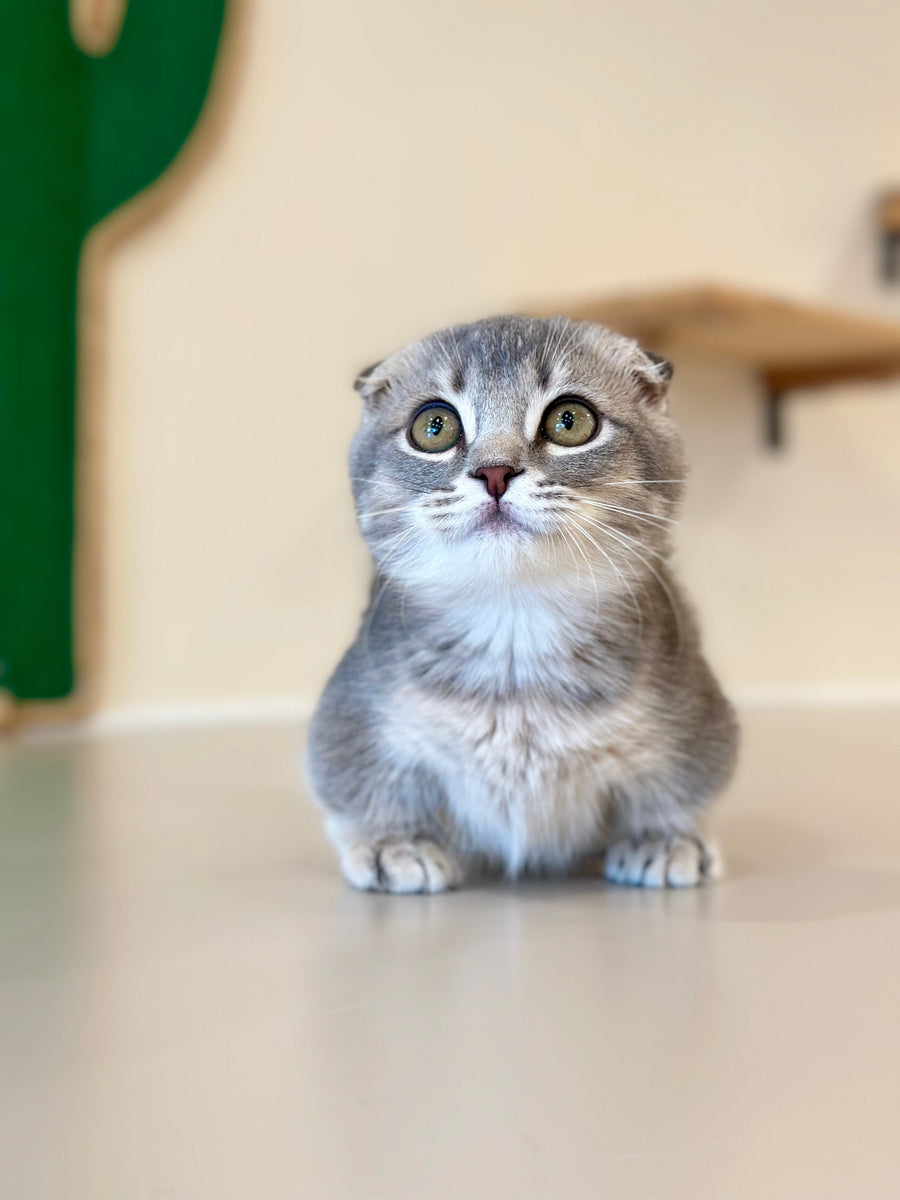 Jupiter Munchkin male blue ticked tabby - live animals