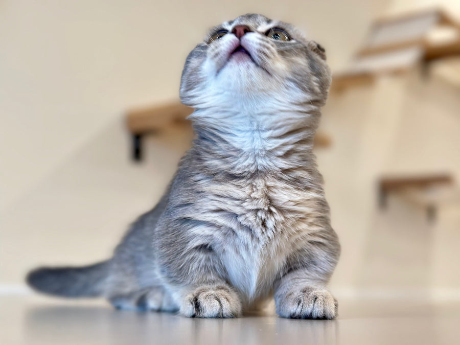 Jupiter Munchkin male blue ticked tabby - live animals