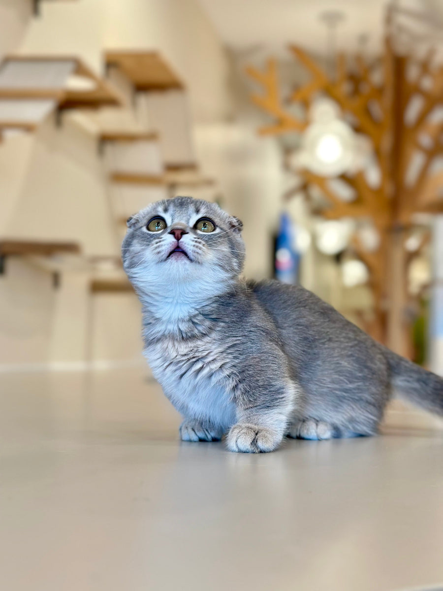 Jupiter Munchkin male blue ticked tabby - live animals