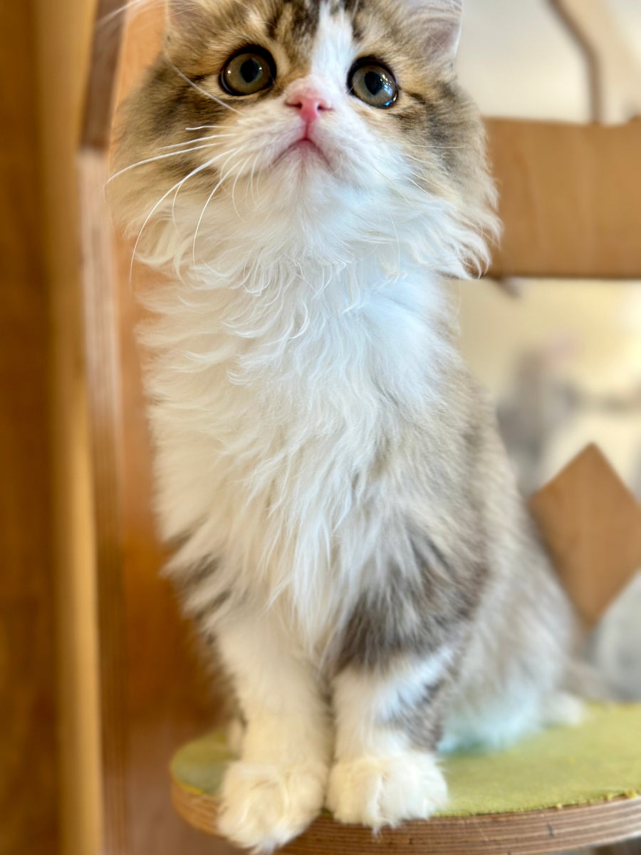 Roki Scottish Straight male black ticked tabby bicolour - live animals