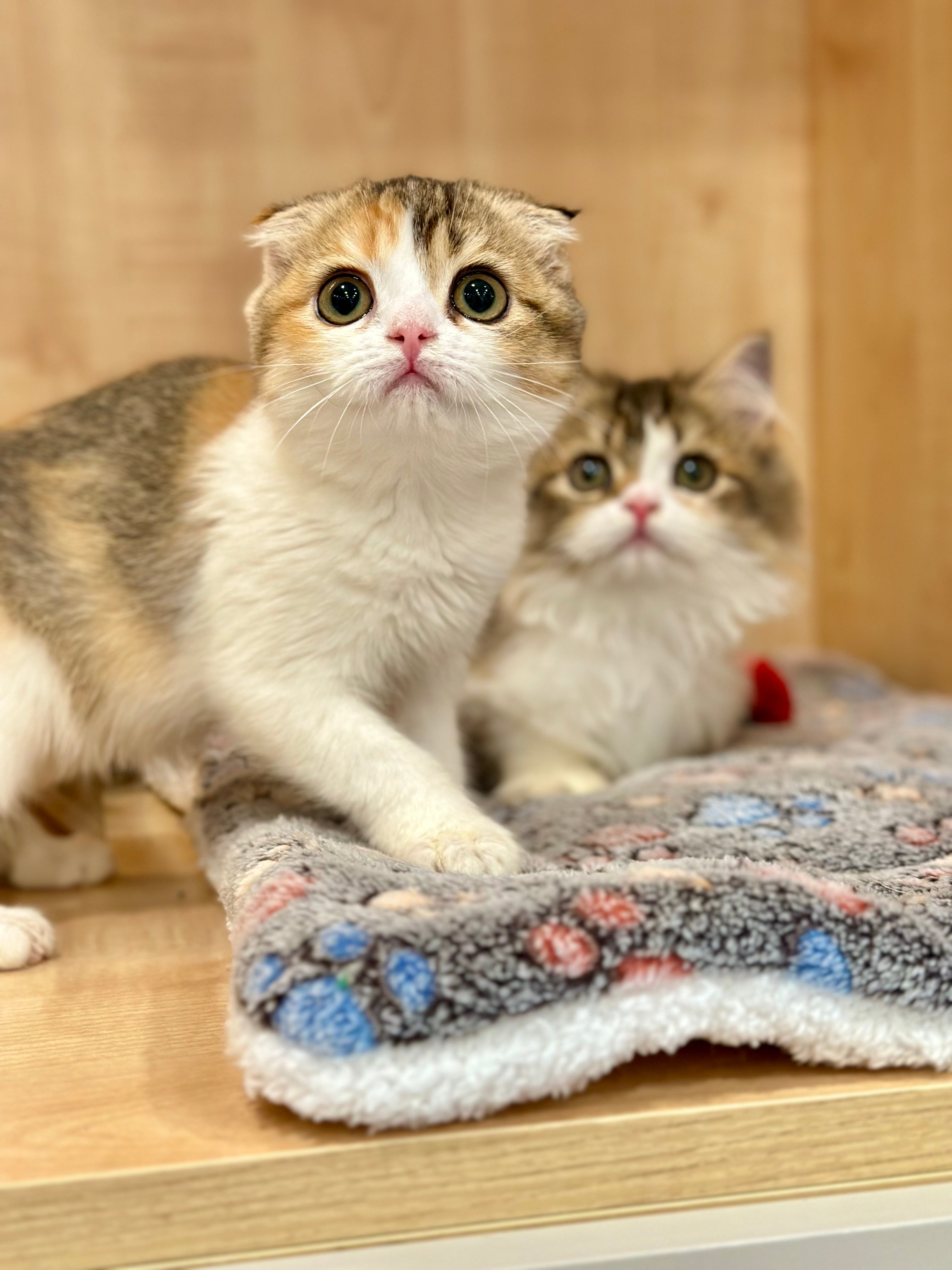 Regina Scottish Fold female, black tortie ticked tabby bicolour