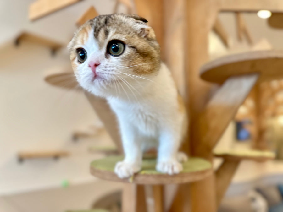 Regina Scottish Fold female black tortie ticked tabby bicolour - live animals