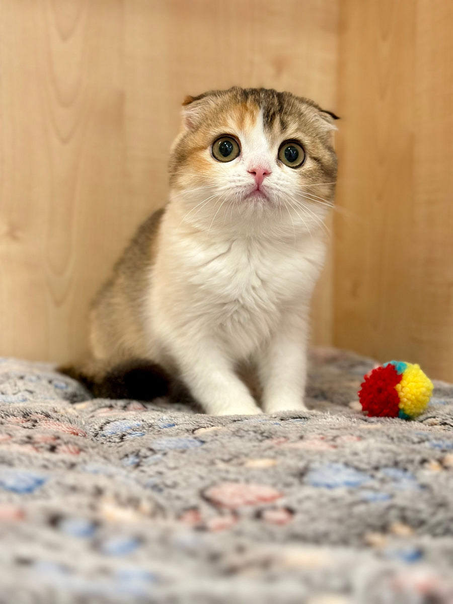 Regina Scottish Fold female black tortie ticked tabby bicolour - live animals