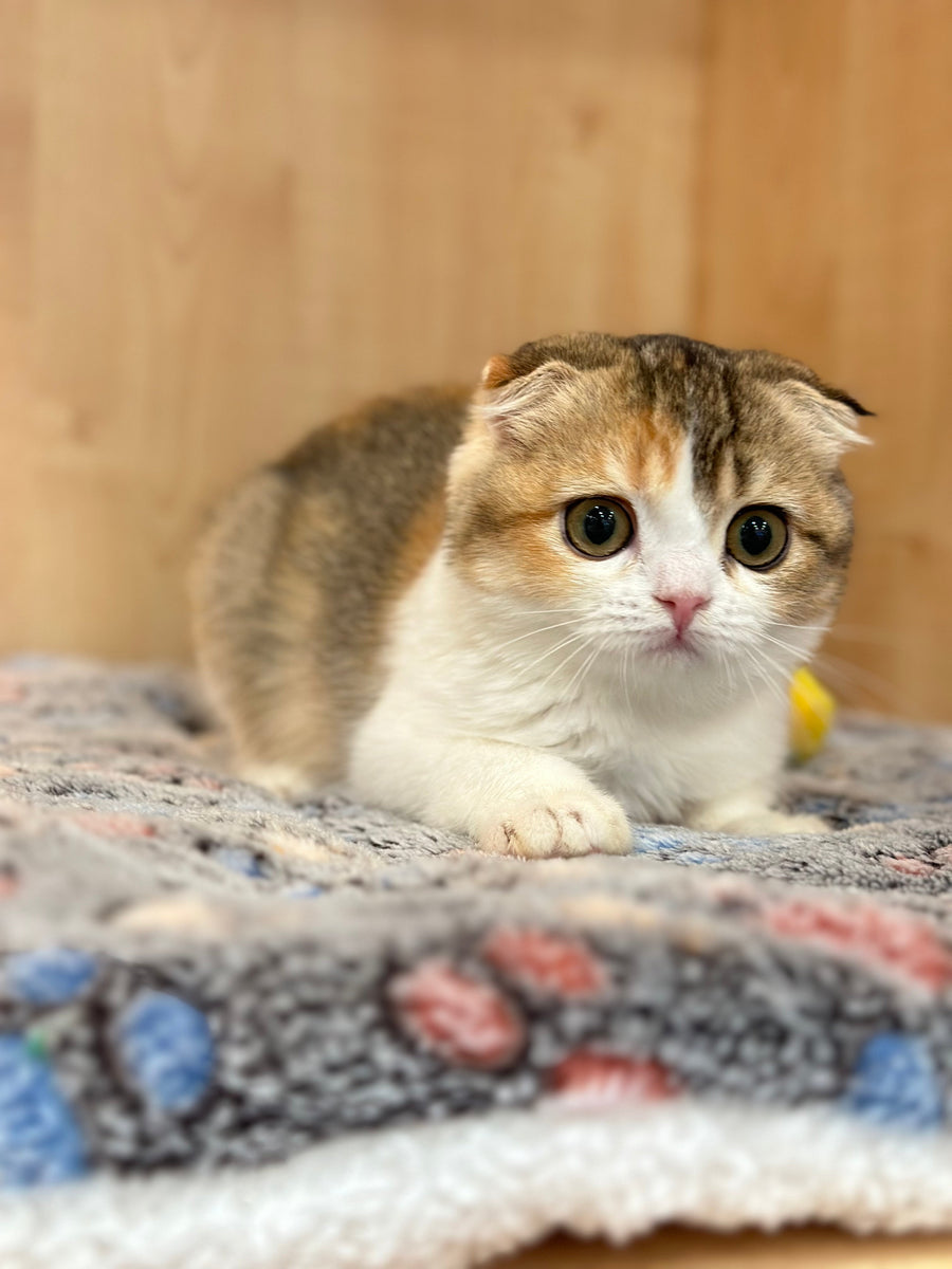 Regina Scottish Fold female black tortie ticked tabby bicolour - live animals