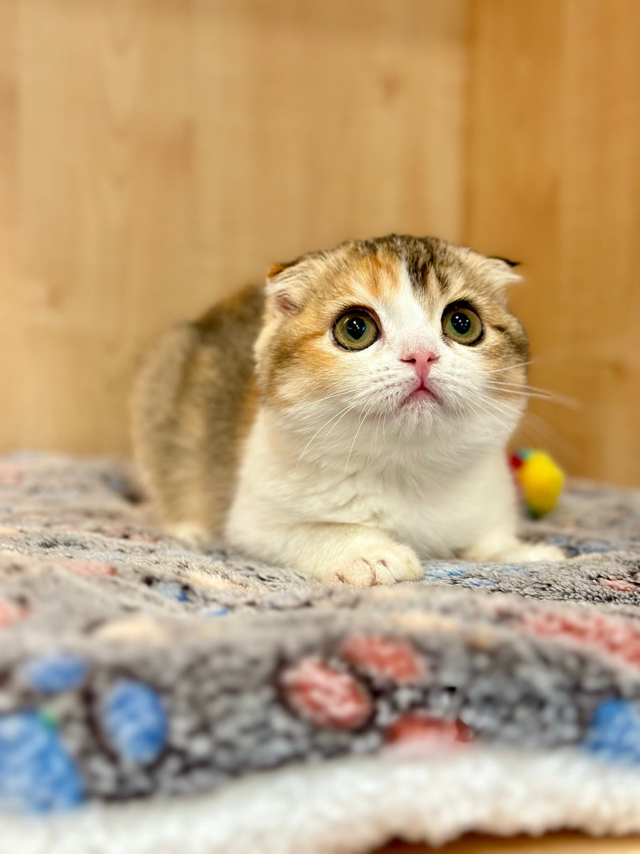 Regina Scottish Fold female black tortie ticked tabby bicolour - live animals